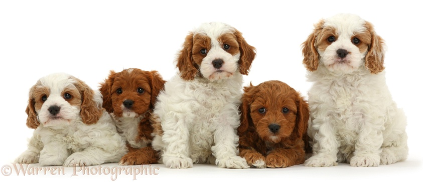 Five Cavapoo puppies, 6 weeks old, sitting in a row, white background