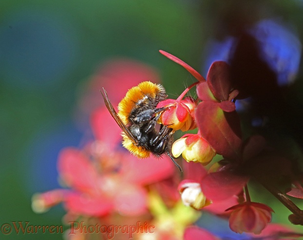 Tawny Mining Bee (Andrena fulva) on Berberis flowers