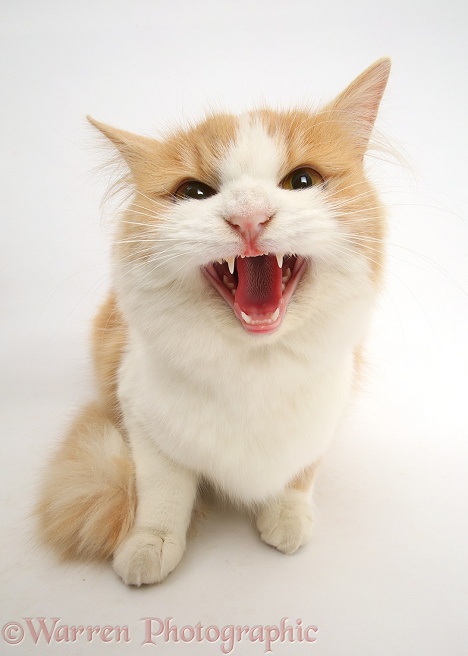 Ginger-and-white Siberian cat snarling, white background