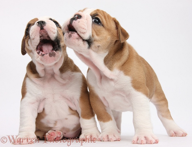 Two cute bulldog pups, 5 weeks old, singing, white background