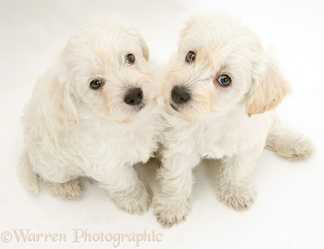 Woodle (West Highland White Terrier x Poodle) pups looking up, white background