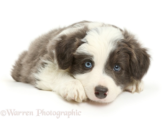 Border Collie puppy lying with chin on floor, white background
