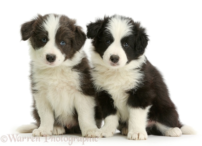Blue-and-white and black-and-white Border Collie pups, sitting, white background