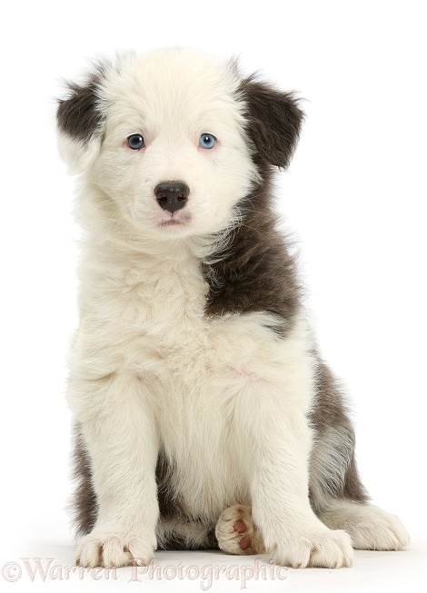 Blue-and-white Border Collie pup, sitting, white background