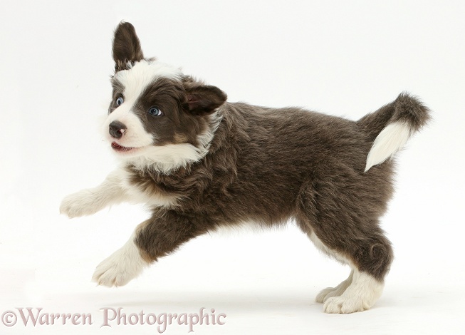 Border Collie puppy bounding playfully, white background