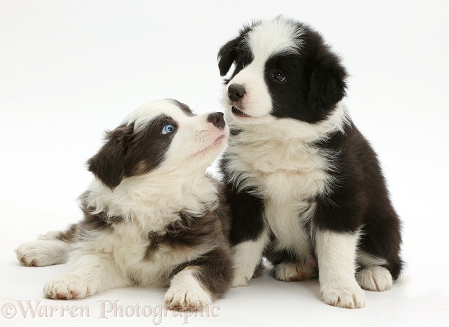 Blue-and-white and black-and-white Border Collie pups, sitting nose-to-nose, white background