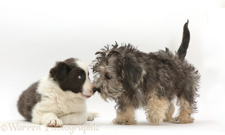 Dandie Dinmont Terrier and Border Collie puppies, nose-to-nose, white background