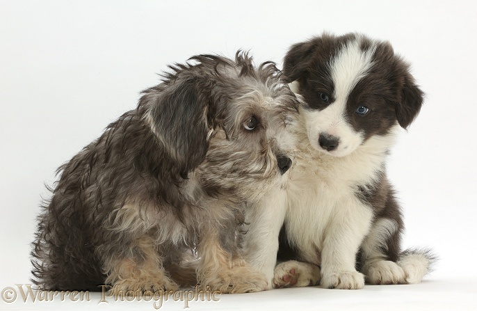Dandie Dinmont Terrier and Border Collie puppies, sitting, white background