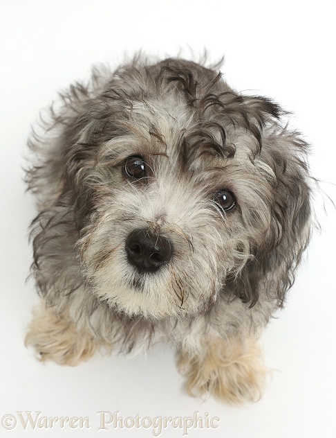 Dandie Dinmont Terrier puppy, 15 weeks old, sitting and looking up, white background