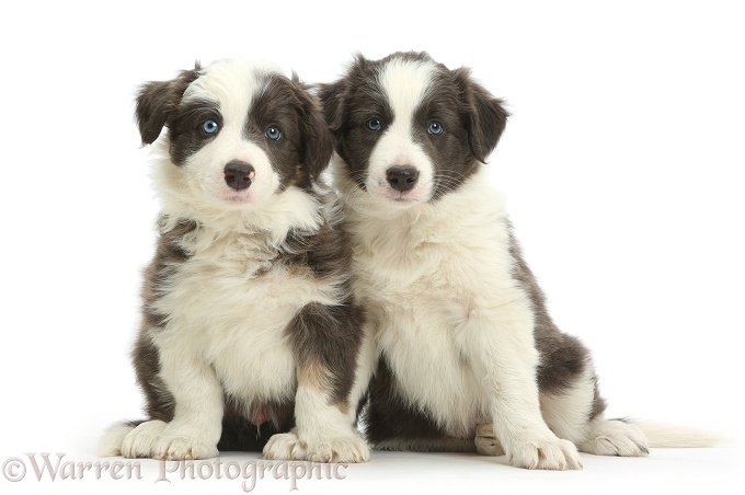 Blue-and-white Border Collie pups, sitting, white background