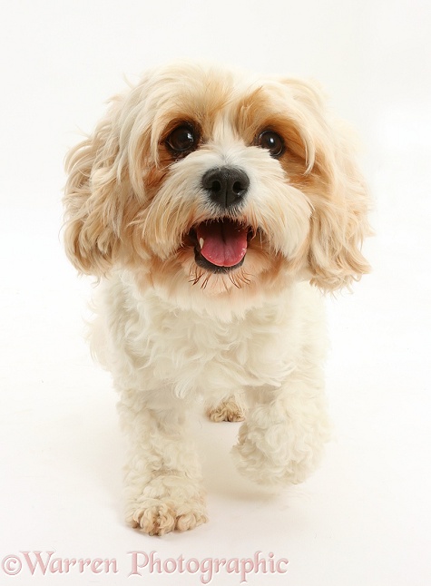 Cavachon bitch, Frazzle, 4 years old, trotting, white background
