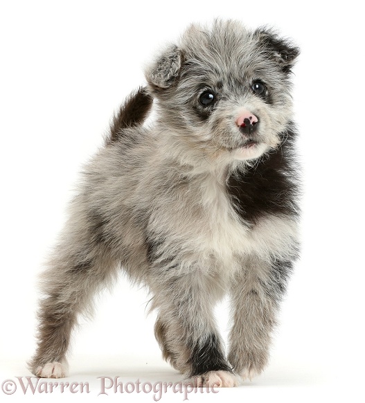 ChiPoo puppy, Roxy, 12 weeks old, standing, white background