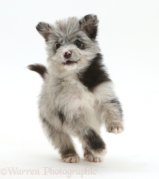 ChiPoo puppy, Roxy, 12 weeks old, running, white background