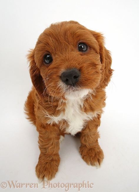 Cavapoo puppy, 6 weeks old, sitting and looking up, white background