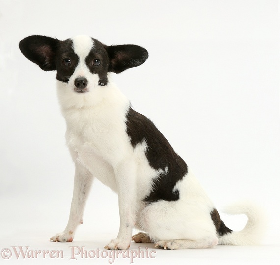 Papillon x Jack Russell Terrier dog, 20 months old, sitting, white background