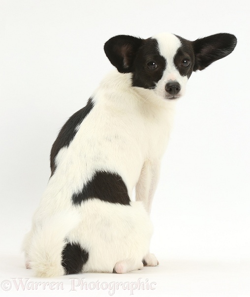 Papillon x Jack Russell Terrier dog, 20 months old, sitting and looking over his shoulder, white background