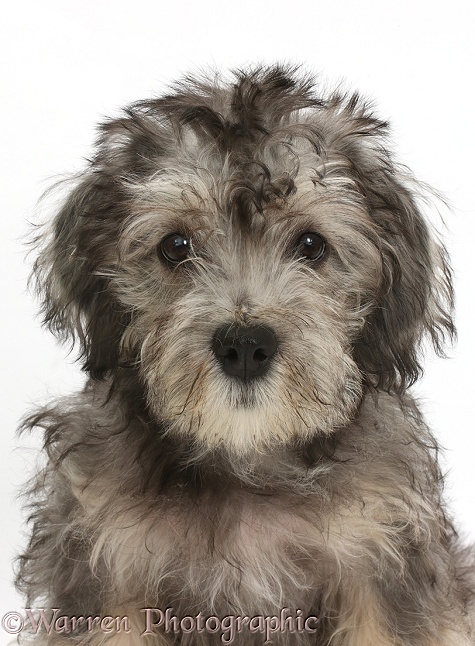 Dandie Dinmont Terrier puppy, 15 weeks old, white background
