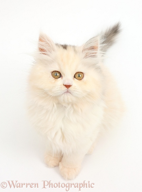 Persian kitten sitting and looking up, white background