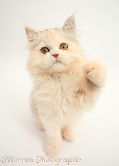 Persian kitten sitting and looking up with raised paw, white background