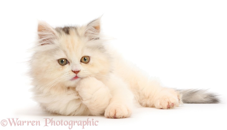 Persian kitten lying with chin on paw, white background