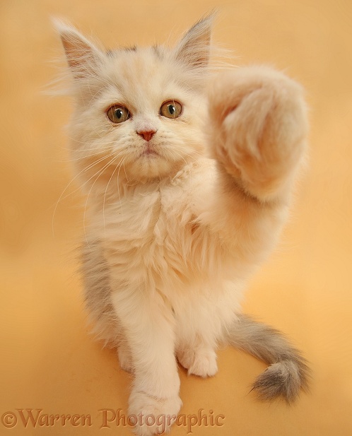 Persian kitten sitting and looking up with raised paw