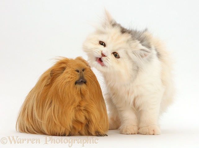 Persian kitten making a funny face at Guinea pig, white background