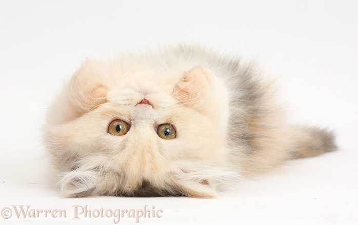 Persian kitten lying on her back, white background