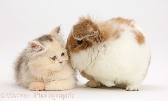 Persian kitten and Rabbit, white background