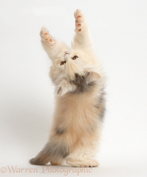 Persian kitten reaching and grasping over backwards, white background