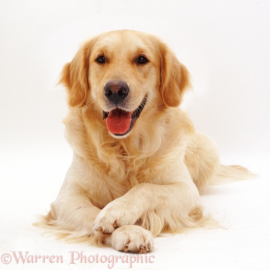 Golden Retriever dog, Barney, with crossed paws, white background