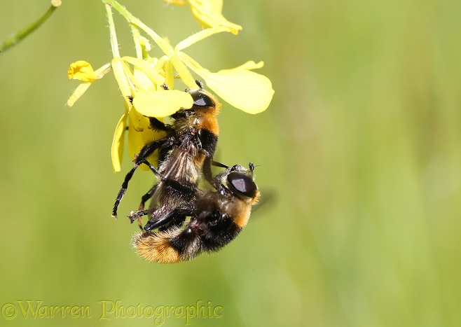 Narcissus Bulb Fly (Merodon equestris) mating pair