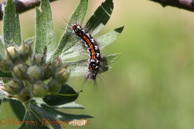 Yellow-tailed Moth (Euproctis similis) caterpillar on Oriental Hawthorn