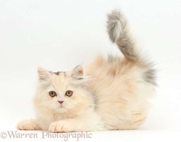 Persian kitten in playful posture, white background