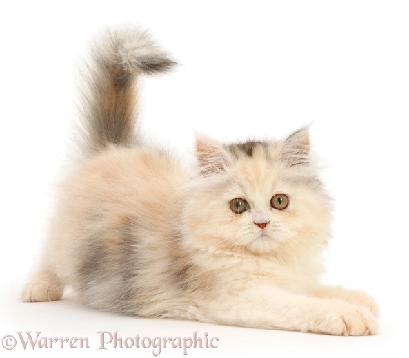 Persian kitten in playful posture, white background