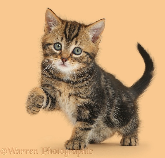 Tabby kitten, 7 weeks old, with raised paw, white background