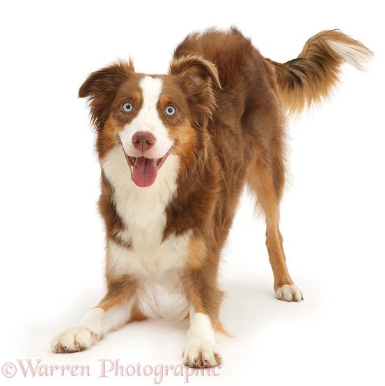 Sable-and-white Mini American Shepherd in play-bow, white background