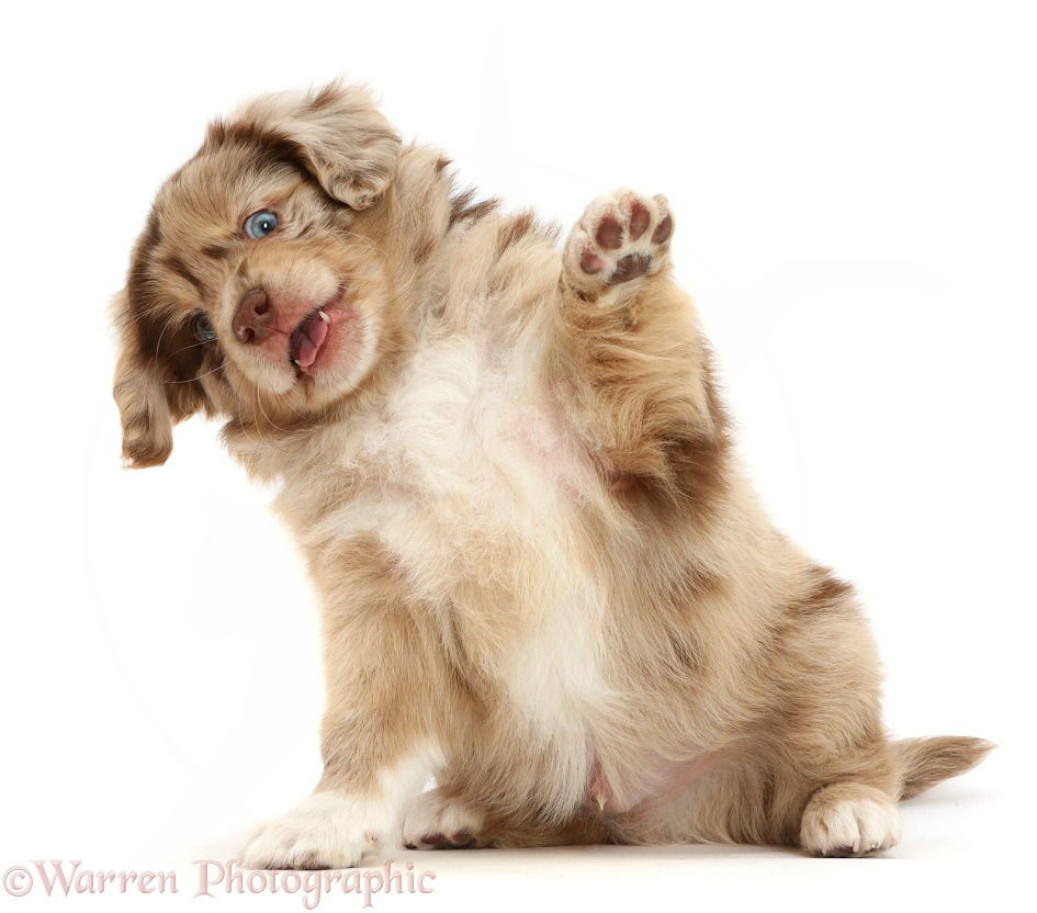 Mini American Shepherd puppy with raised paw, white background