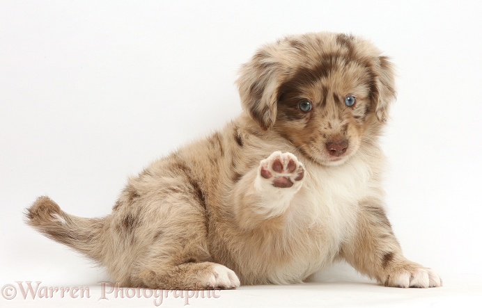 Mini American Shepherd puppy with raised paw, white background