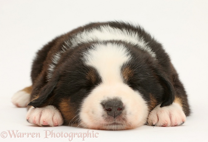 Mini American Shepherd puppy sleeping, white background