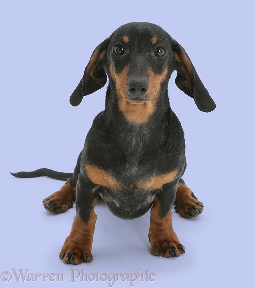 Miniature Dachshund pup sitting, white background