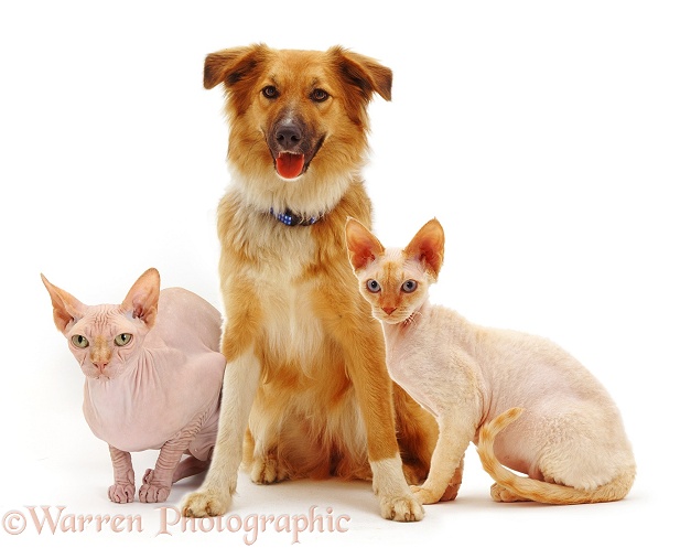 Collie-cross bitch, Bliss, with Sphynx cat and Devon Rex cat, white background