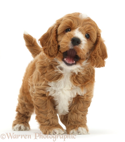 Cute playful Cockapoo puppy, white background