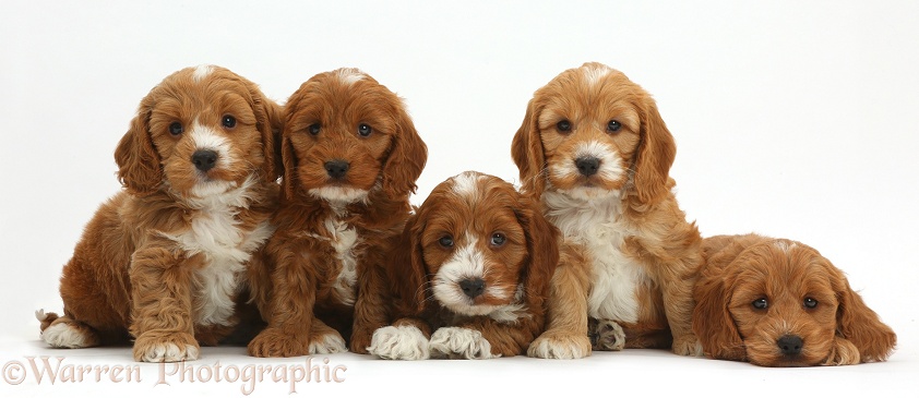 Five cute Cockapoo puppies in a row, white background