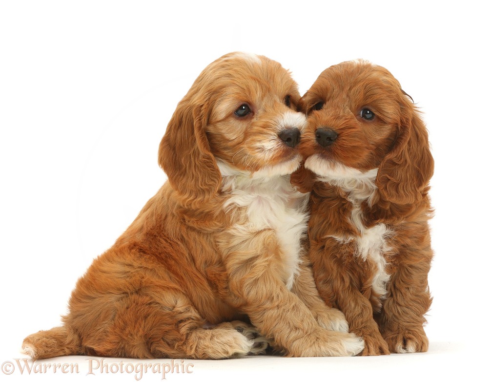 Two cute Cockapoo puppies, white background