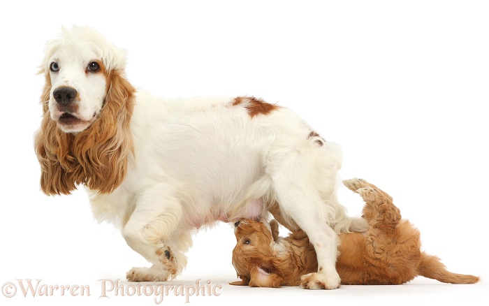 Cocker Spaniel bitch trying to get away from suckling Cockapoo puppy, white background