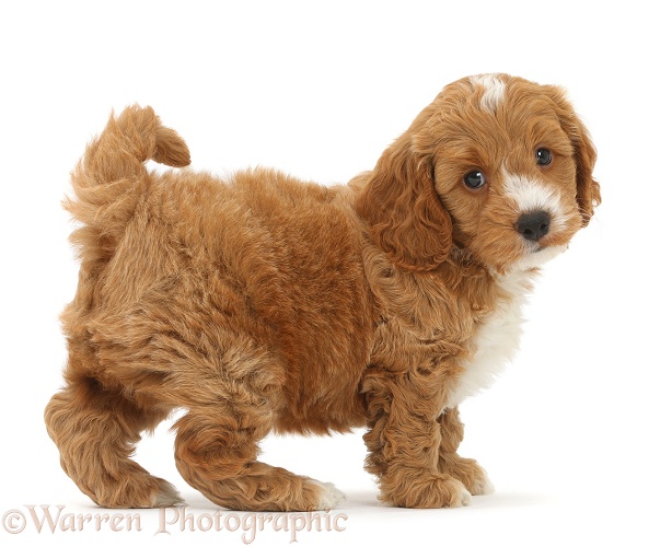 Cute Cockapoo puppy standing, white background