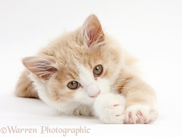 Ginger-and-white Siberian kitten, 16 weeks old, lying on her side, white background