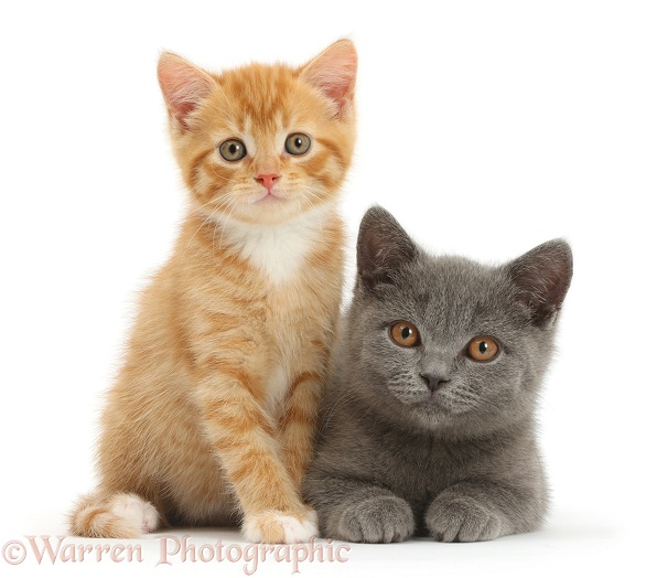 Ginger kitten and Blue British Shorthair kitten, white background