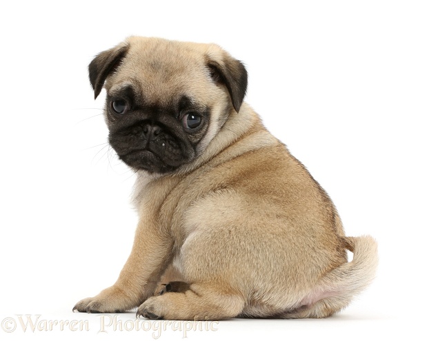 Pug puppy looking over shoulder, white background