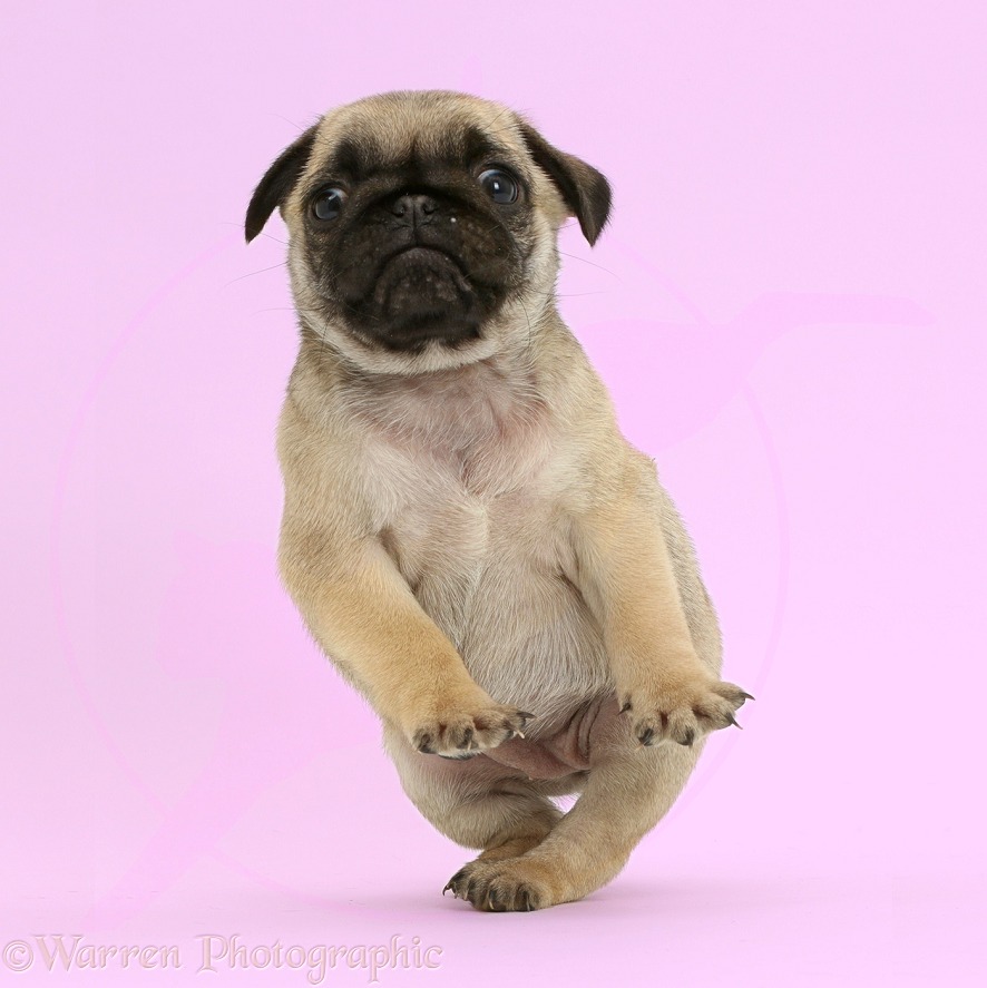 Playful Pug puppy standing and falling, on pink background